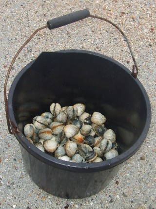 貝の収穫
